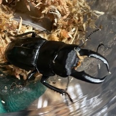 オキナワヒラタ 1♂3♀WF1爆産セットの画像