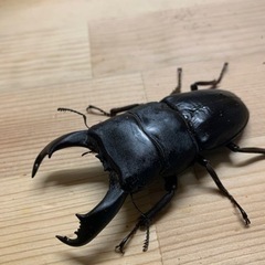 テイオウヒラタクワガタ　その4