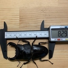 テイオウヒラタクワガタ　その4の画像