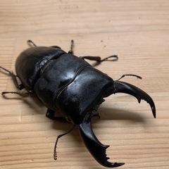 テイオウヒラタクワガタペア　その5