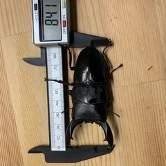 テイオウヒラタクワガタペア　その5の画像