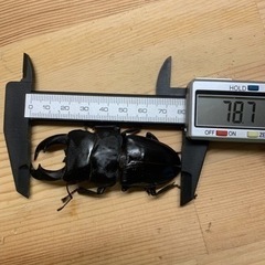 テイオウヒラタクワガタペア　その6の画像