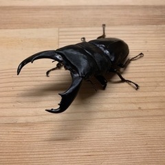 テイオウヒラタクワガタB♂単品