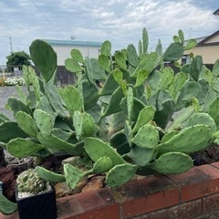 ウチワサボテン・フィカス インディカ｜Opuntia ficus