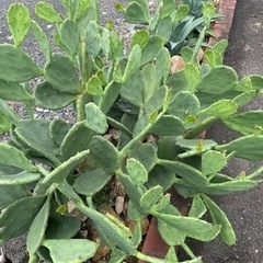 ウチワサボテン・フィカス インディカ｜Opuntia ficusの画像