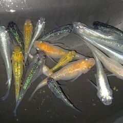 【お話中】メダカ色々品種② 20匹程＋ホテイアオイ等浮草