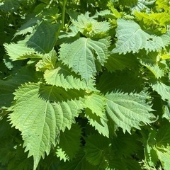 青じそ（大葉）無農薬家庭菜園①