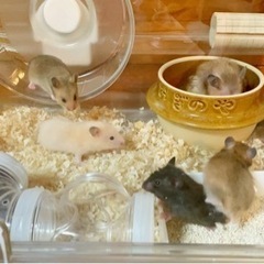 話し合い中🐹キンクマ×ゴールデンの男女から産まれた赤ちゃんです♥️