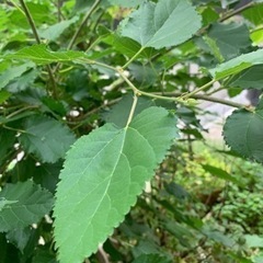 桑の葉  ペットのおやつ　枝付き10本の画像