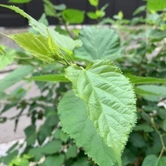 桑の葉  ペットのおやつ　枝付き10本