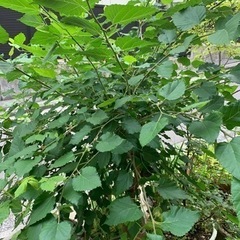 桑の葉  ペットのおやつ　枝付き10本の画像