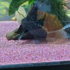 熱帯魚　シノドンティス