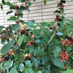 桑の葉  ペットのおやつ　枝付き10本の画像