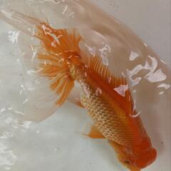 四国系日本オランダ獅子頭(シシガシラ)【ニ歳】金魚
