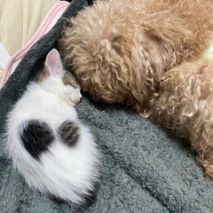 生後4ヶ月の仔猫ちゃん里親募集。 − 大阪府