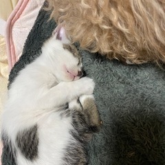 生後4ヶ月の仔猫ちゃん里親募集。 - 猫