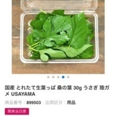 桑の葉  ペットのおやつ　枝付き10本の画像