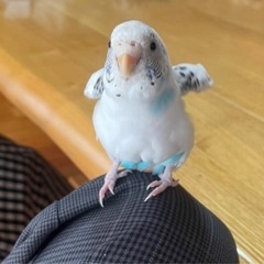 インコを探しています。
