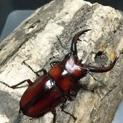 トカラノコギリクワガタ幼虫5頭の画像