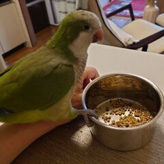 中型で緑色のインコを探しています！