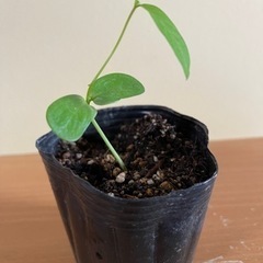 バタフライピー(ハーブ)の苗木ですの画像