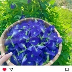 バタフライピー(ハーブ)の苗木ですの画像