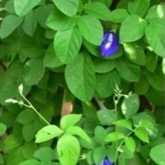 バタフライピー(ハーブ)の苗木ですの画像