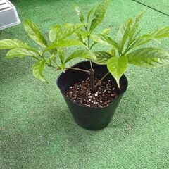 花苗７点セット＋ありますの画像