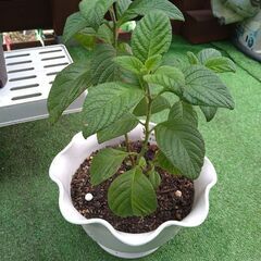 花苗７点セット＋ありますの画像