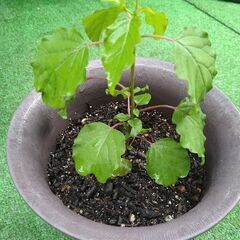 花苗７点セット＋ありますの画像