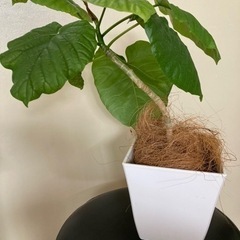 観葉植物　フィカスウンベラータ曲がり仕立て