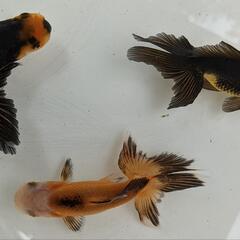 四国系日本オランダ獅子頭(シシガシラ)【当歳】金魚