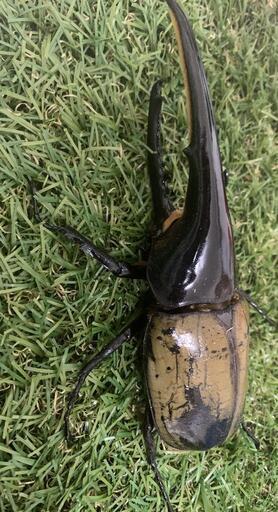 外国産カブトムシ　ヘラクレス5