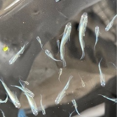 めだか　プラチナリアルロングフィン×星河　ミックス　稚魚