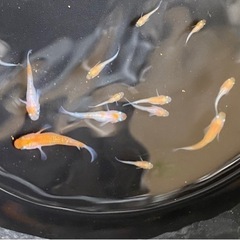 紅白ラメ　めだか　稚魚
