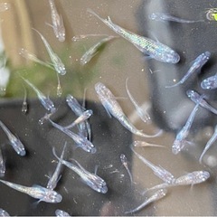 白斑ラメサファイア　めだか　稚魚