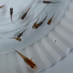 三色ラメ　めだか　稚魚