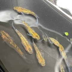 夜桜ゴールド　めだか　稚魚　若魚