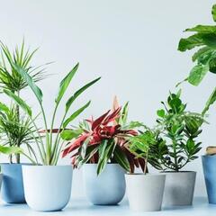 🌱💚⭐観葉植物仲間募集⭐💚🍀