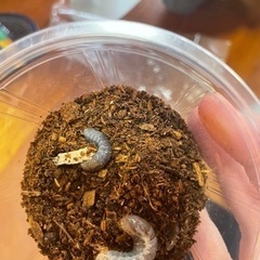 国産カブトムシ幼虫