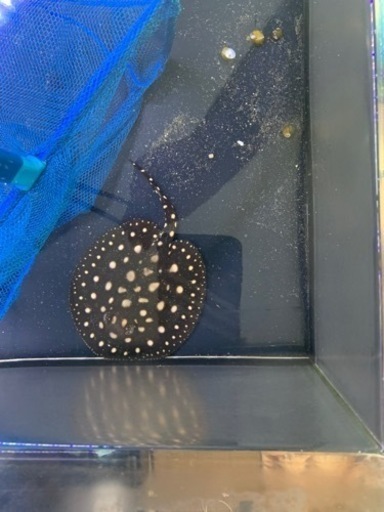 ダイヤモンドポルカ　最終値下げ。