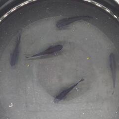 メダカ　黒　オロチ　成魚　10匹