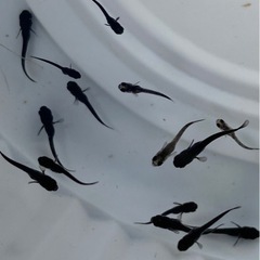 サタン　めだか　稚魚