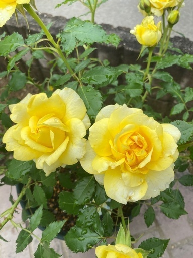 ラ・ルーチェ　薔薇　植木　バラ苗