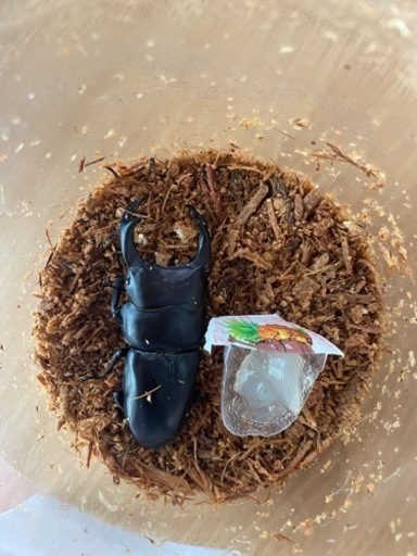 オオクワガタ　能勢YG血統トリオ
