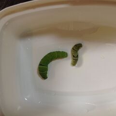 アゲハチョウ（ナミアゲハ）の幼虫、貰ってください