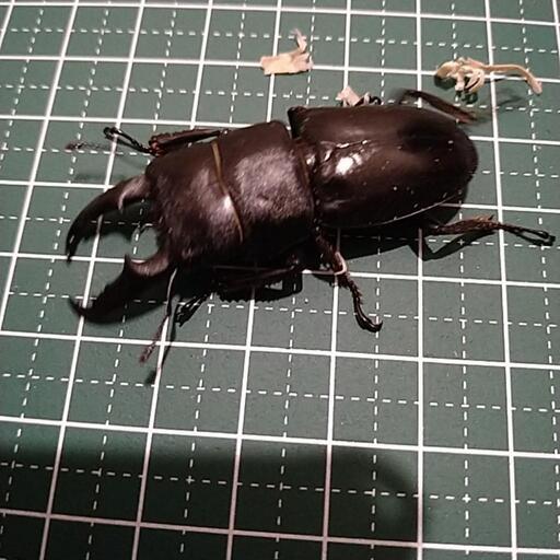 ヒラタクワガタ　オス3匹