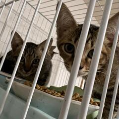 (代理募集)4ヶ月ほどの子猫