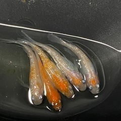繚乱風雅　めだか【有精卵20個】＋αの画像
