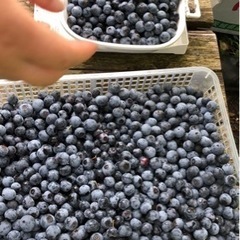 プルベリーの収穫体験、即売会